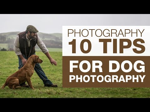 PHOTOGRAPHY BASICS | 10 Tips for Dog Photography