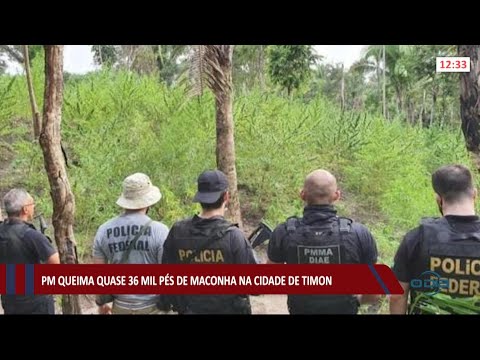 PM queima quase 36 mil pés de maconha na cidade de Timon 21 05 2021