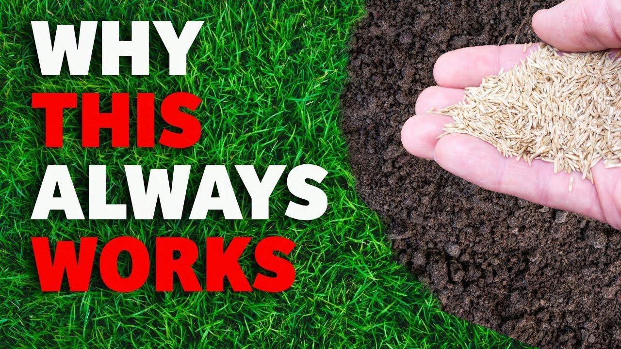 The Ultimate Guide to Getting a Thick Lawn for Beginners