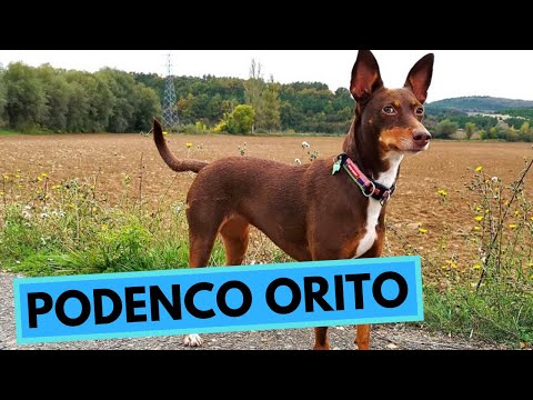 Podenco Orito Dog Breed - Facts and Information