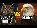 BURUNG HANTU Vs ELANG Siapa Predator Udara Terhebat Pertarungan 2 Dunia Berbeda