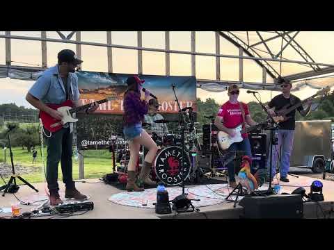 Tame The Rooster - You Belong With Me (Taylor Swift)