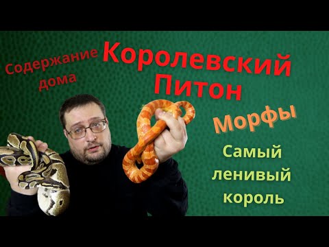 КОРОЛЕВСКИЙ ПИТОН. МОРФЫ. СОДЕРЖАНИЕ ДОМА.