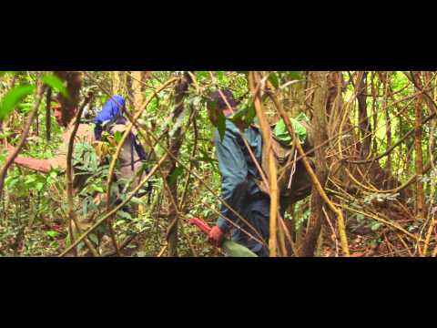 The Jungle - Bande-Annonce VF