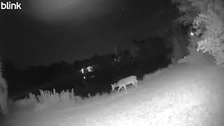 Deer by the pond 2025 09 14