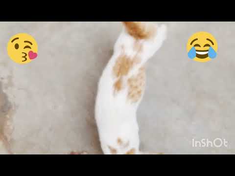 /Our crazy cat/ in home...