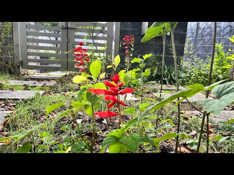 黄色のオサギの木、Gleditsia 'サンバースト' 植物