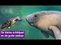 Schildpad probeert indruk te maken op zeekoe