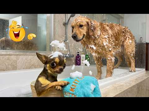 Ultimate Funniest Cats & Dogs Compilation 2026 😂 Cute Kittens, Puppies & Viral Animal Moments