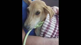 Download lagu Triggering Content: Puppy Left Physically & Emotionally Haunted After Sexual Assault mp3