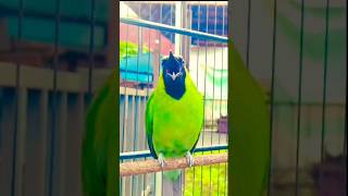 Download lagu CUCAK IJO BONGKAR ISIAN NEMBAK LOVEBIRD #masteranburung #cucakijo mp3