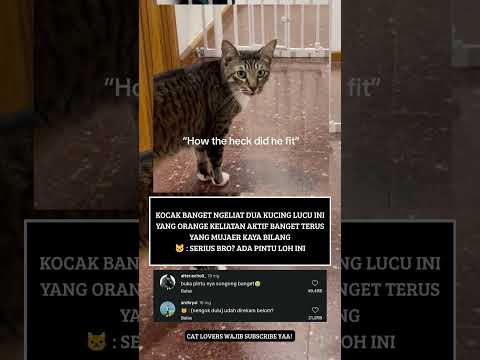 kucing oyen dan kucing mujaer #cat #cutecat #kucinggemoy #kucinggemes #kucingcomel #kucingoyen