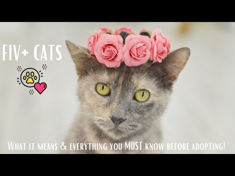 FIV Positive Cats?!? Everything You NEED to Know Before Adopting!