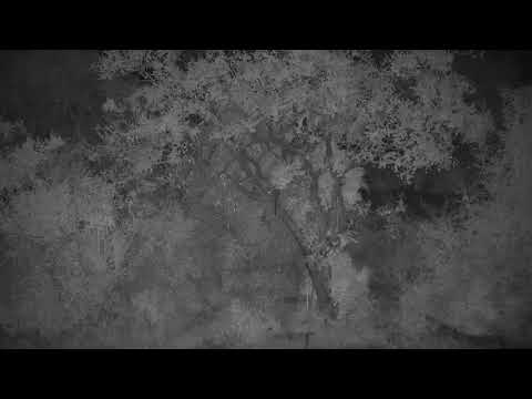 Djuma: Large spotten Genet goes up in to tree-White-tailed Mongoose on the prowl - 19:21 - 03/23/19