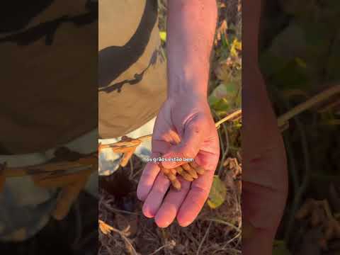 FALTA DE CHUVA AFETOU O PONTEIRO | @rallydasafra