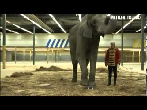 Precision Balance put to the test in elephant trial