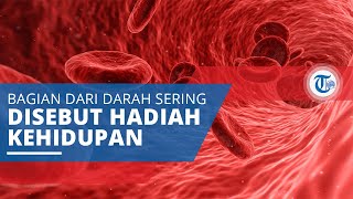 Plasma Darah, Banyak Organisasi Kesehatan Menyebutnya sebagai 'Hadiah Kehidupan'