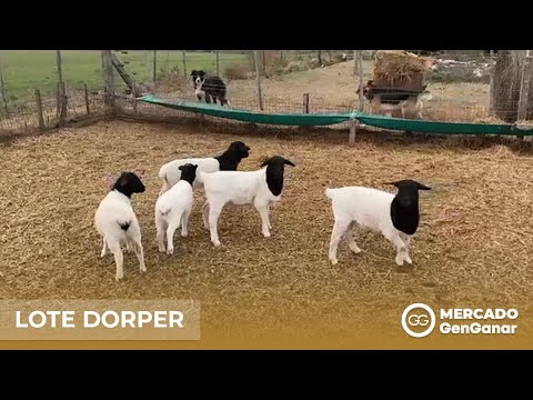 Lote de borregas y borregos Dorper de destete