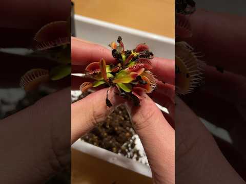 ハエトリグサは数えられる