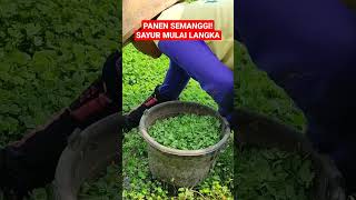 Download lagu PANEN SEMANGGI SAYUR YANG MULAI LANGKA!  #short #petani #panen #semanggi mp3