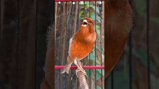 Download lagu Canto do Canario belga #belgacantando #birds #canariobelga #canario #canary #canarysinging mp3 Download lagu Canto do Canario belga #belgacantando #birds #canariobelga #canario #canary #canarysinging mp3
