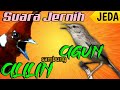 Download Lagu Masteran CILILIN sambung CIGUN JEDA 1 MENIT Terapi Air Suara Jernih Mp3 Free