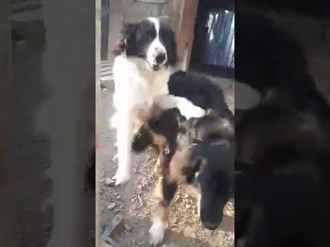 Amira u. Arif (5) - New Home for Strays e. V.