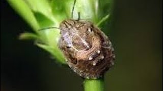 Download lagu A Bug's Life Commercial mp3