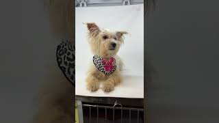Video preview image #1 Maltese-Unknown Mix Puppy For Sale in Benton, LA, USA