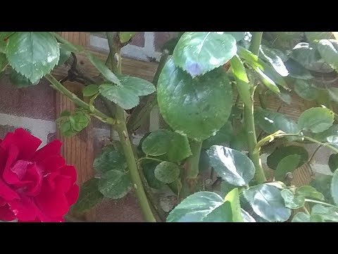 Wageningen Busstation