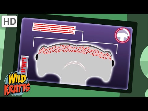 Hammerhead Sharks Have Electrical Senses! | Wild Kratts