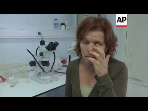 Madeira works on prevention to avoid zika outbreak