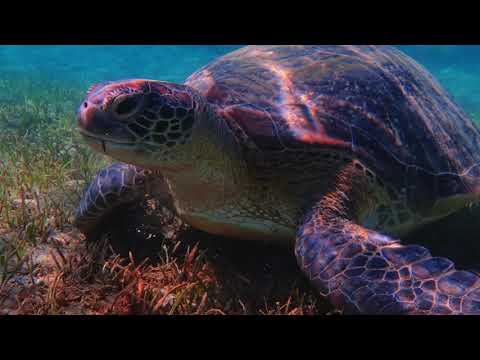 Shams Alam Beach Resort 2018 / Amazing Underwater View / Snorkeling & Diving