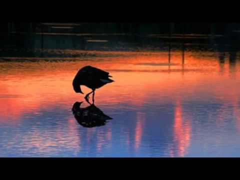 F    Comme Femme   Salvatore Adamo