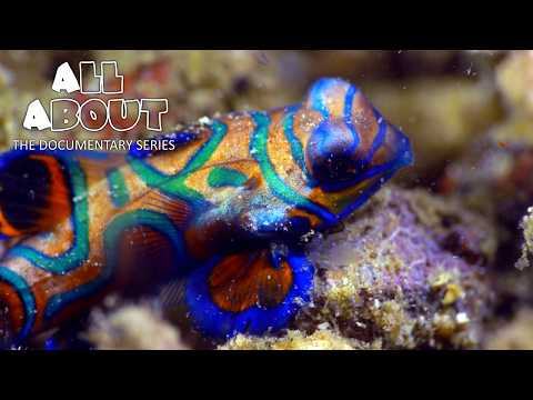 MANDARIN GOBY - The Ocean's Most Colorful Fish