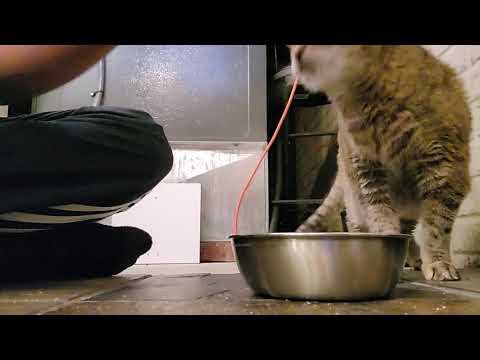 Tactical Cat Food Reload