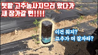 총각들이여!! 텃밭 농사에 도전하자!! 장인어른... 딸을 잘 부탁하네... 올해 고추 업그레이드 테스트!!…