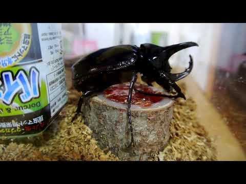 Pets are cooler in Japan. 日本のペットカッコいい！！