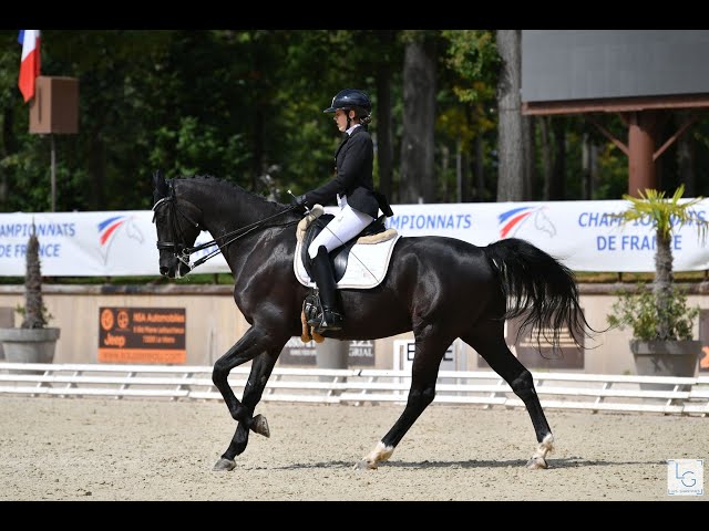 Hongre Selle Français Noir 13 ans 