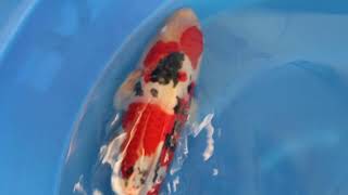 video van Meerstaps Sanke SA-V24-10270