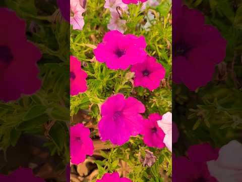 There are so many beautiful flowers in this world #flowers #music #nature #islamicprayer #beautiful