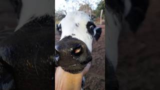 🐄 Helena chegou e eu fui pastorar os pavões do telhado! 😂#shorts #shortvideo #song #short #status