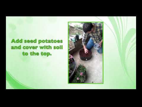 The Original Potato Tower