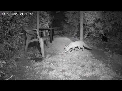 This Fox cub has no table manners what so ever.