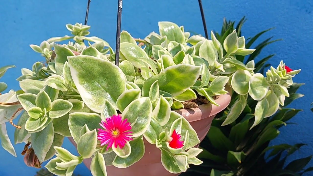 Suculentas PENDENTES que cultivo ao sol e à sombra