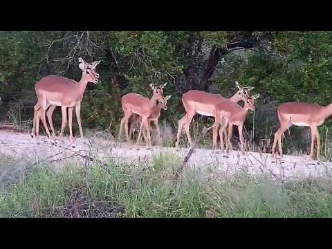 Djuma: Impalas and Wildebeests - 18:03 - 02/19/2020