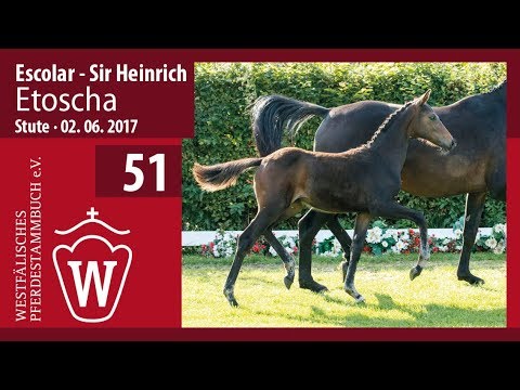 51 Etoscha  SF v.  Escolar - Sir Heinrich
