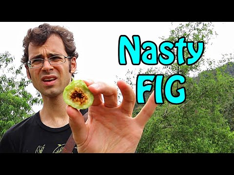 FORAGING  for Rare fruit in Madagascar - Weird Fruit Explorer Ep. 375