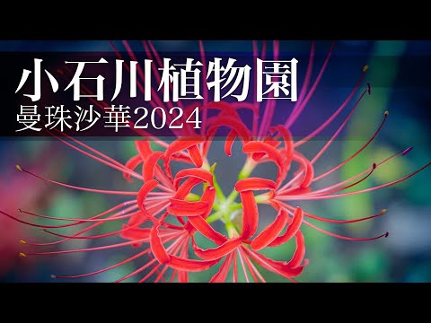 園芸 昆虫の写真を撮る