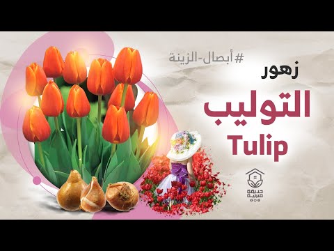 , title : 'زهرة التوليب tulip flower ( تعرف عليها وعلى طرق اكثارها ورعايتها )'